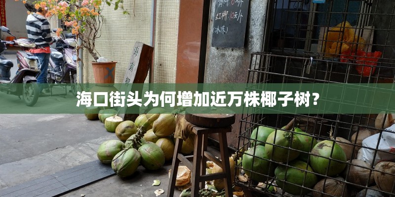 海口街头为何增加近万株椰子树？
