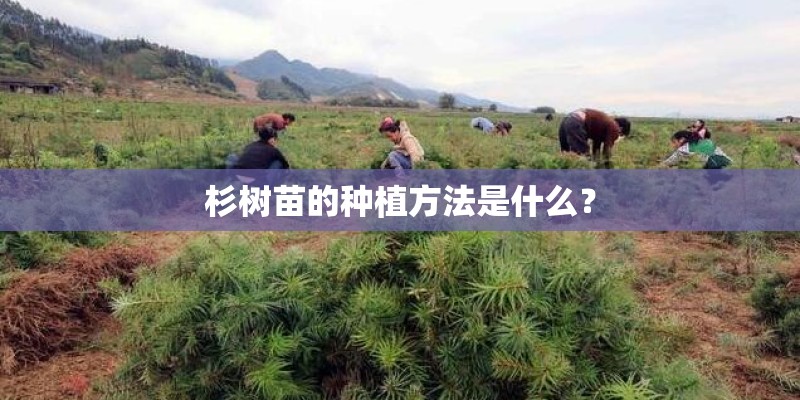 杉树苗的种植方法是什么？