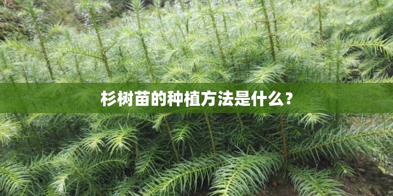 杉树苗的种植方法是什么？