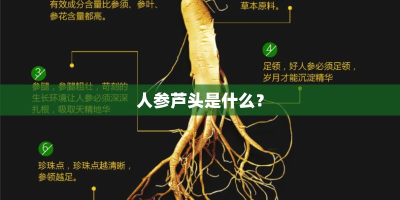 人参芦头是什么？