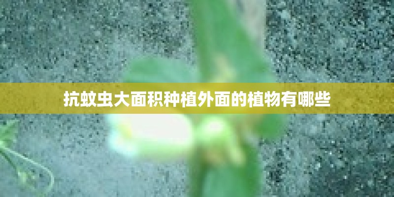 抗蚊虫大面积种植外面的植物有哪些