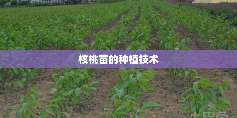 核桃苗的种植技术 核桃苗的种植技术