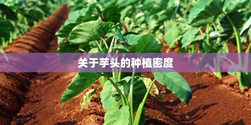 关于芋头的种植密度