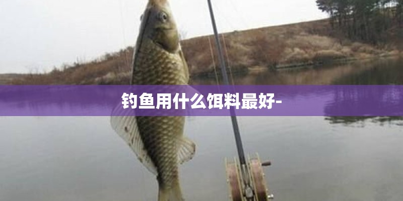 钓鱼用什么饵料最好-