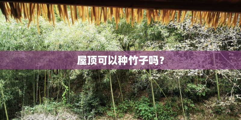 屋顶可以种竹子吗？