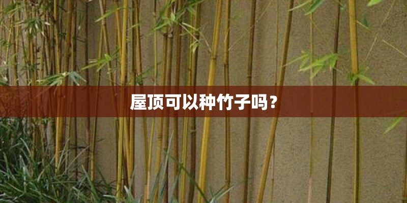 屋顶可以种竹子吗？
