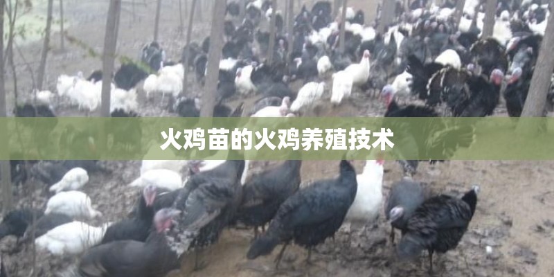 火鸡苗的火鸡养殖技术