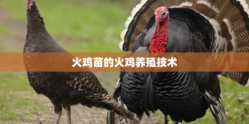 火鸡苗的火鸡养殖技术