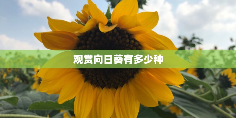 观赏向日葵有多少种