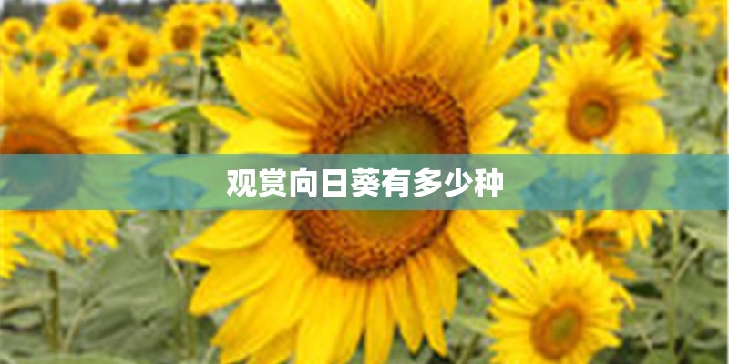观赏向日葵有多少种