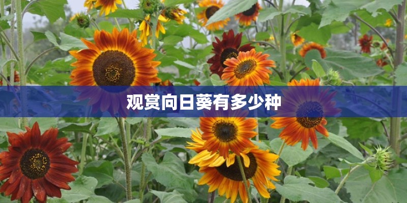 观赏向日葵有多少种
