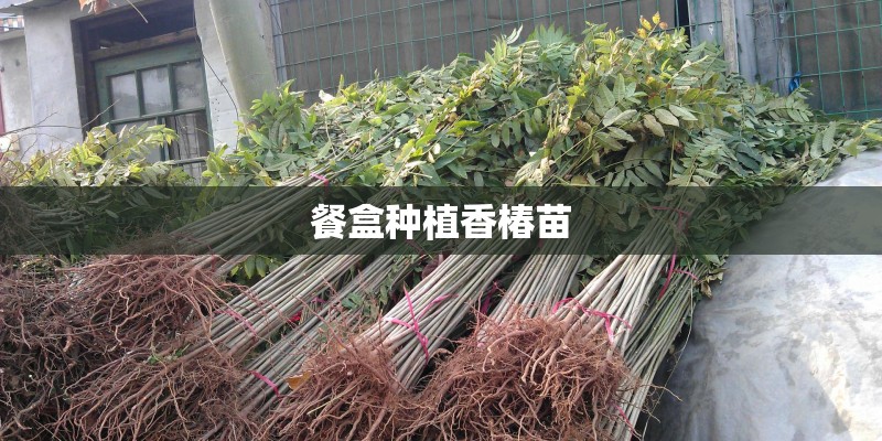 餐盒种植香椿苗