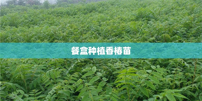 餐盒种植香椿苗