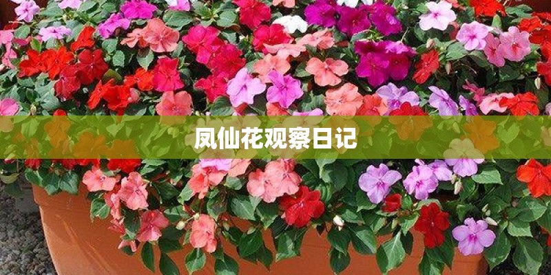 凤仙花观察日记