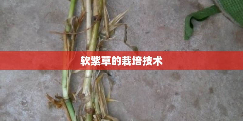软紫草的栽培技术
