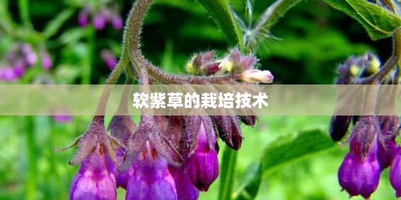 软紫草的栽培技术 软紫草的栽培技术