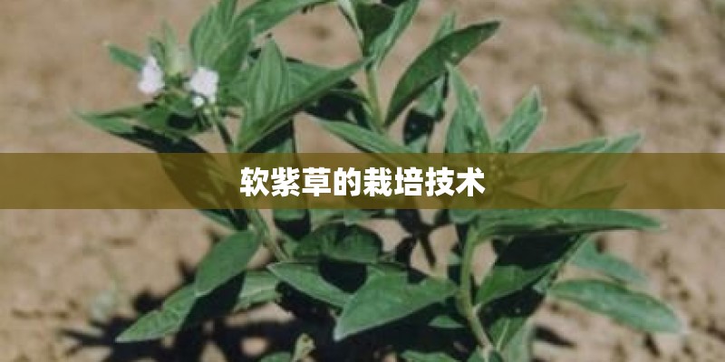 软紫草的栽培技术 软紫草的栽培技术