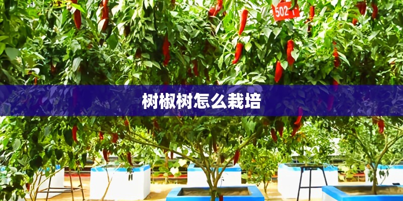 树椒树怎么栽培