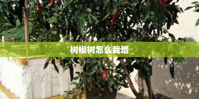 树椒树怎么栽培