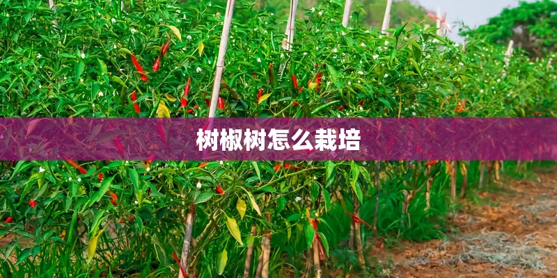 树椒树怎么栽培