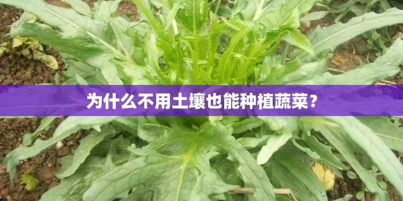 为什么不用土壤也能种植蔬菜？