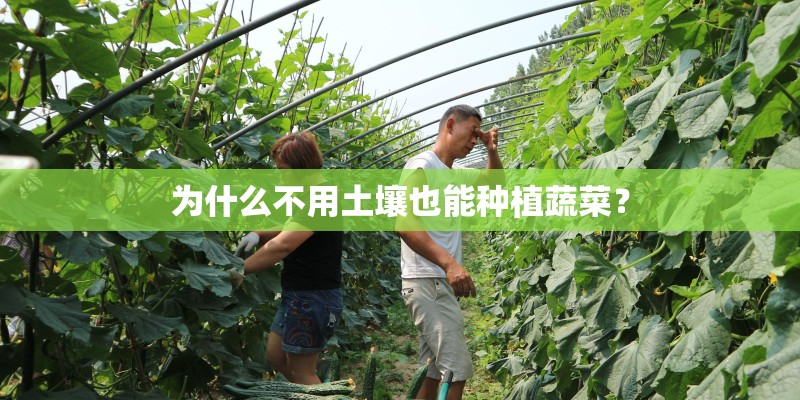 为什么不用土壤也能种植蔬菜？