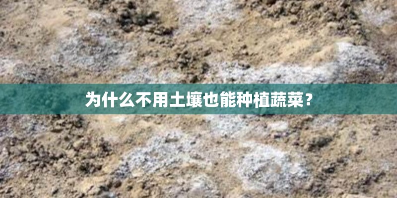 为什么不用土壤也能种植蔬菜？