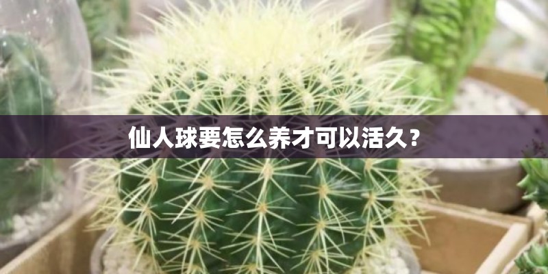 仙人球要怎么养才可以活久？