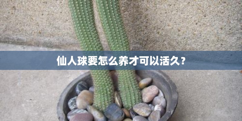 仙人球要怎么养才可以活久？