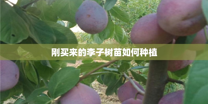 刚买来的李子树苗如何种植