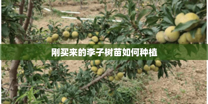 刚买来的李子树苗如何种植