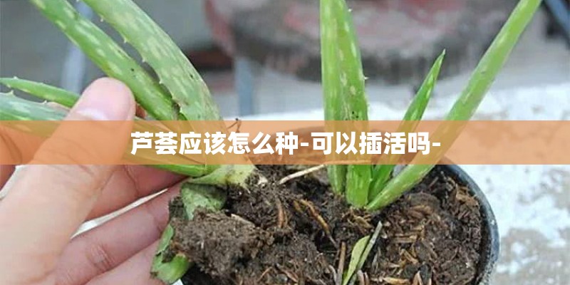 芦荟应该怎么种-可以插活吗-