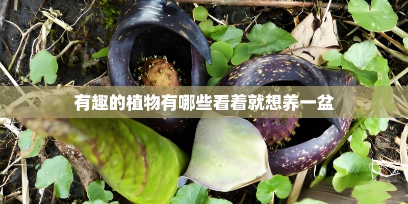 有趣的植物有哪些看着就想养一盆