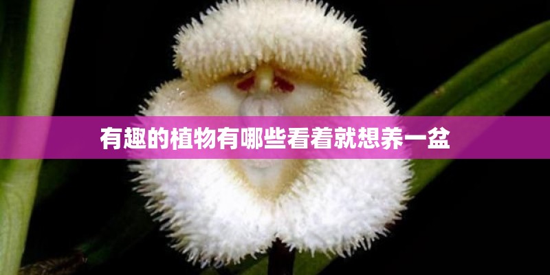 有趣的植物有哪些看着就想养一盆