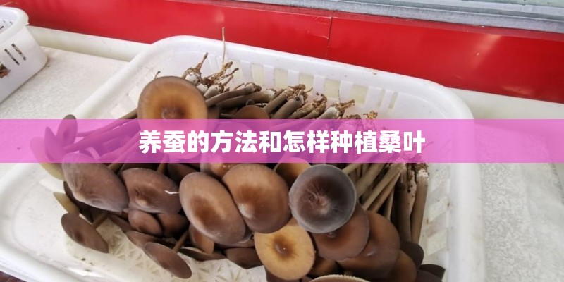 养蚕的方法和怎样种植桑叶