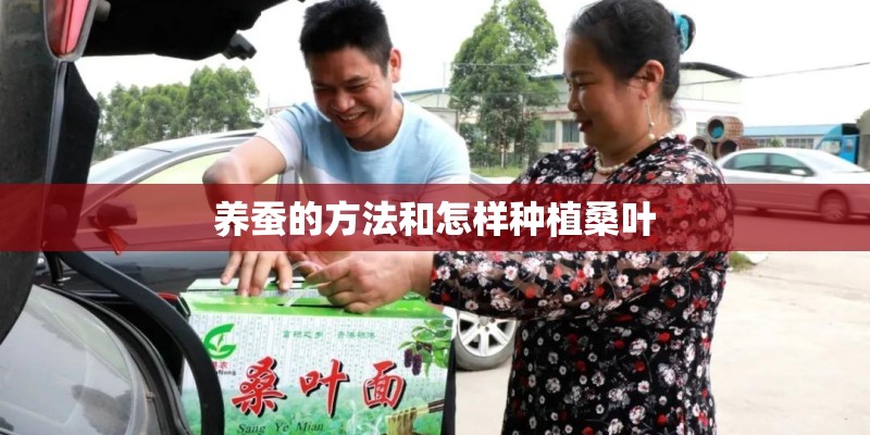 养蚕的方法和怎样种植桑叶
