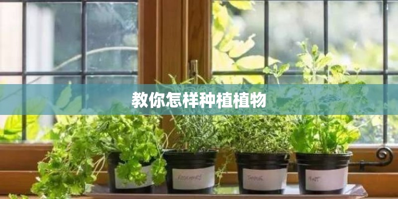 教你怎样种植植物 教你怎样种植植物