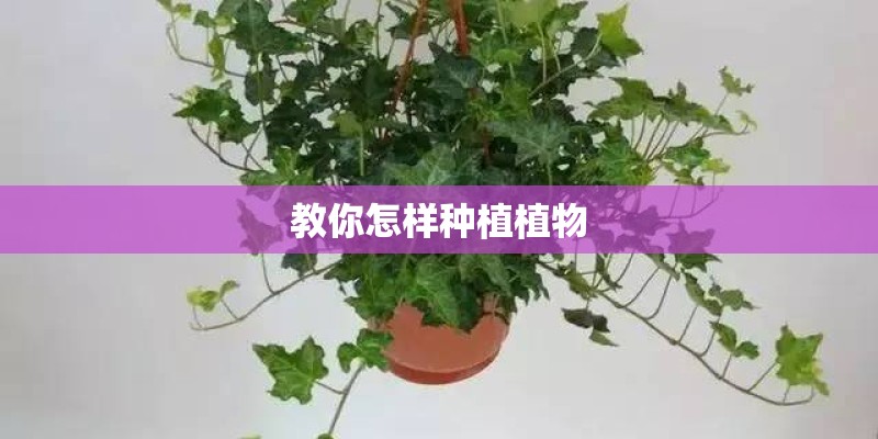 教你怎样种植植物 教你怎样种植植物