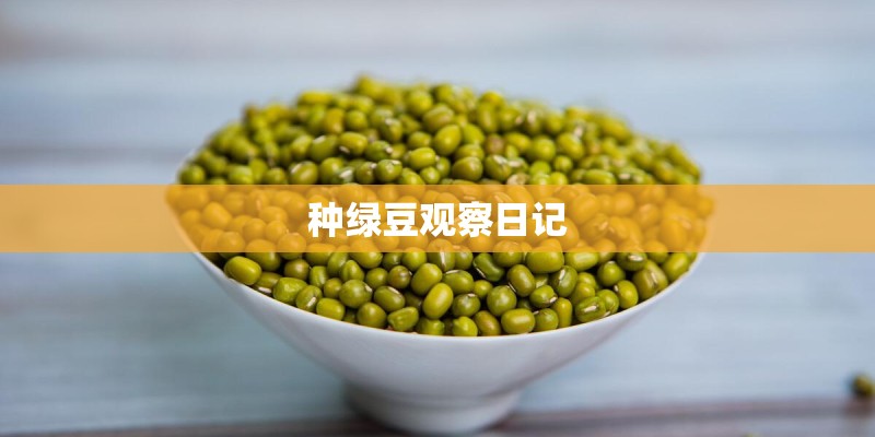 种绿豆观察日记