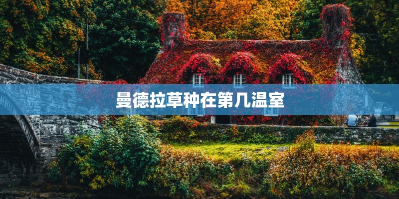 曼德拉草种在第几温室
