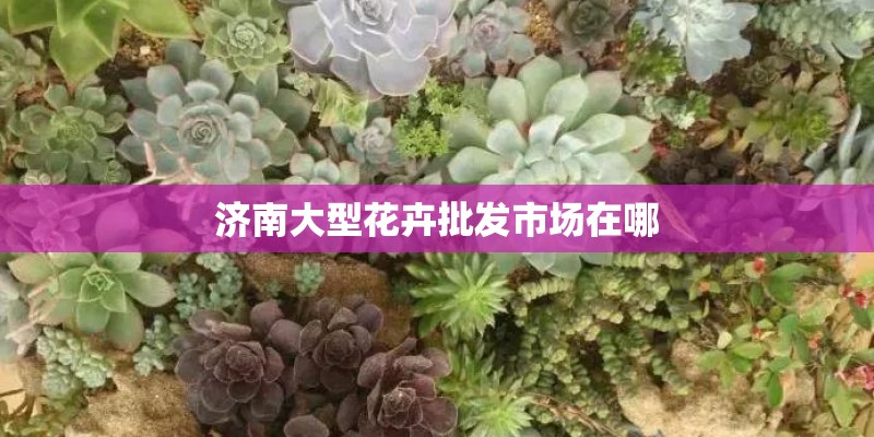 济南大型花卉批发市场在哪