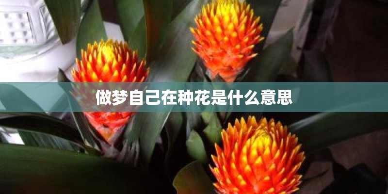 做梦自己在种花是什么意思