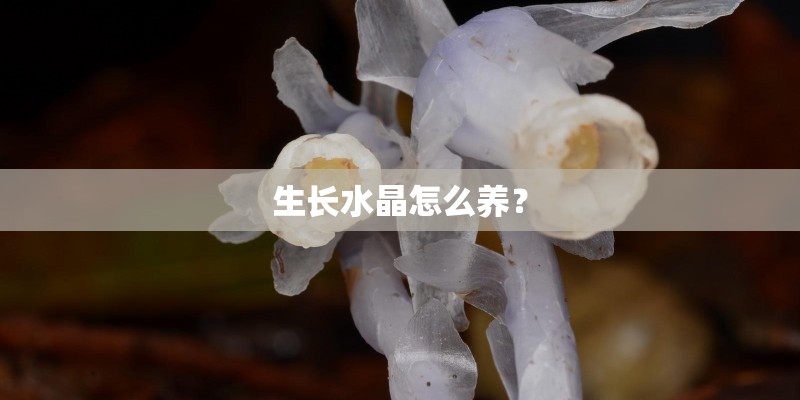 生长水晶怎么养？