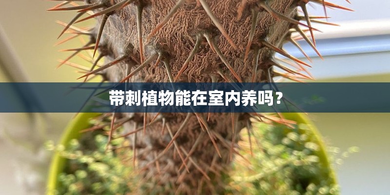 带刺植物能在室内养吗？