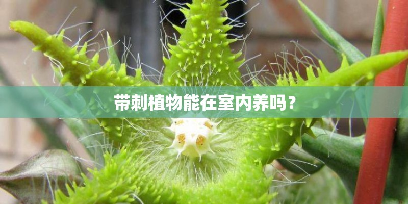 带刺植物能在室内养吗？