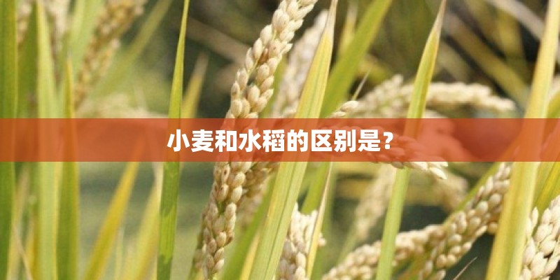 小麦和水稻的区别是？