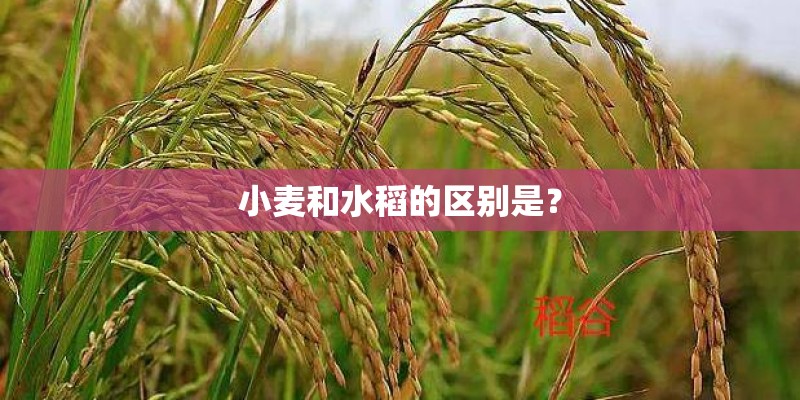小麦和水稻的区别是？