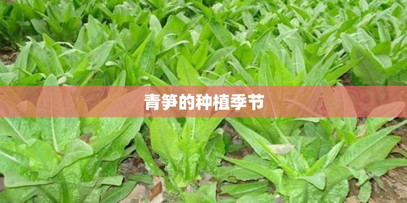青笋的种植季节
