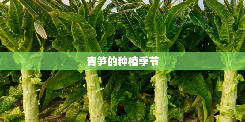 青笋的种植季节