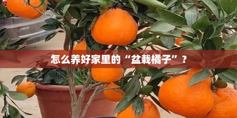 怎么养好家里的“盆栽橘子”？